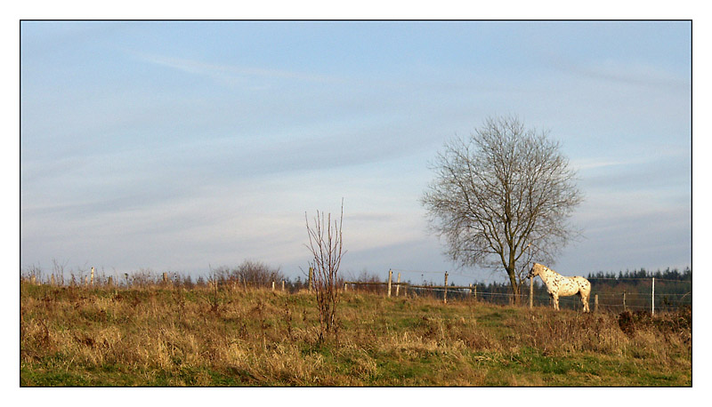 Der geduldige Schimmel