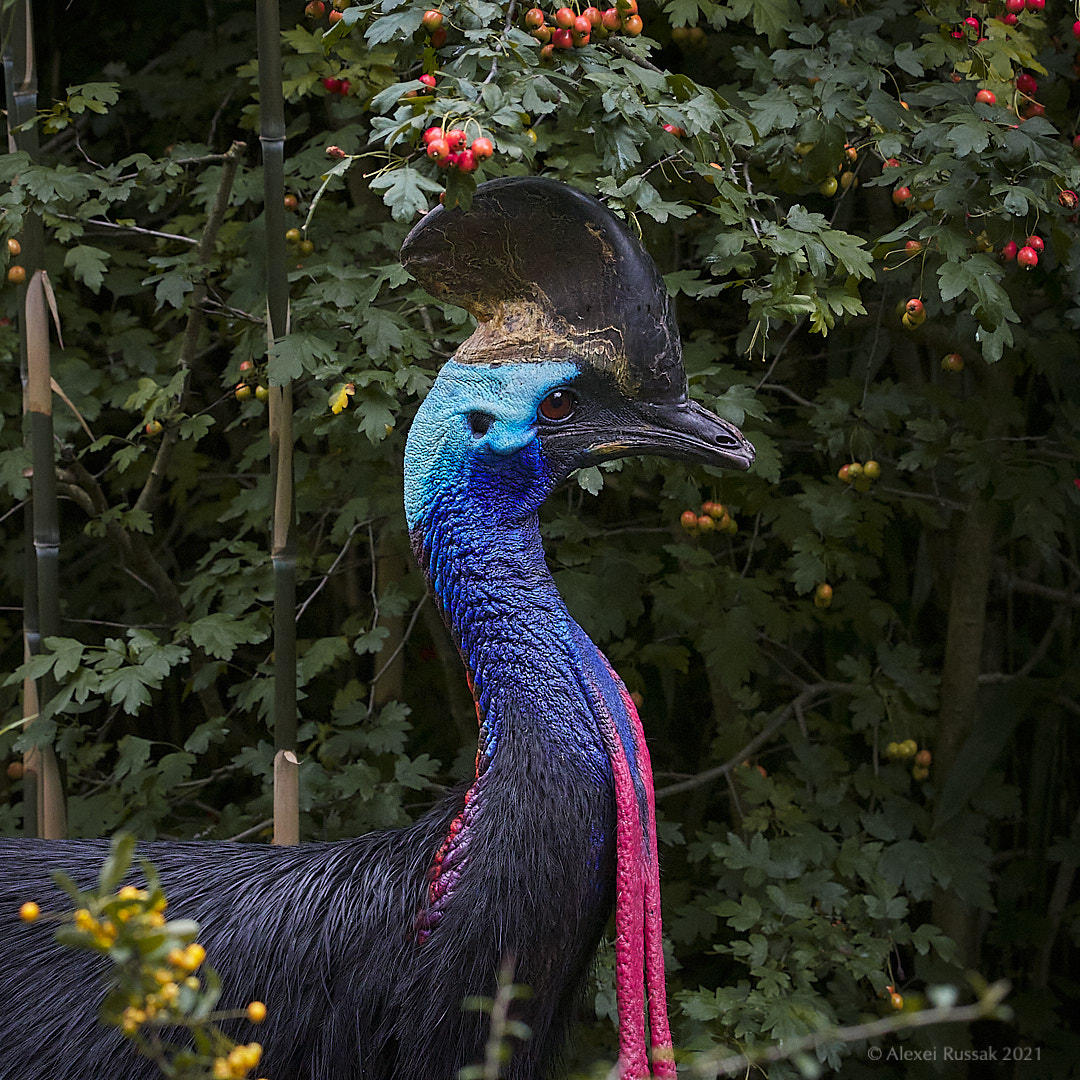 Der gefährlichste Vogel der Welt!