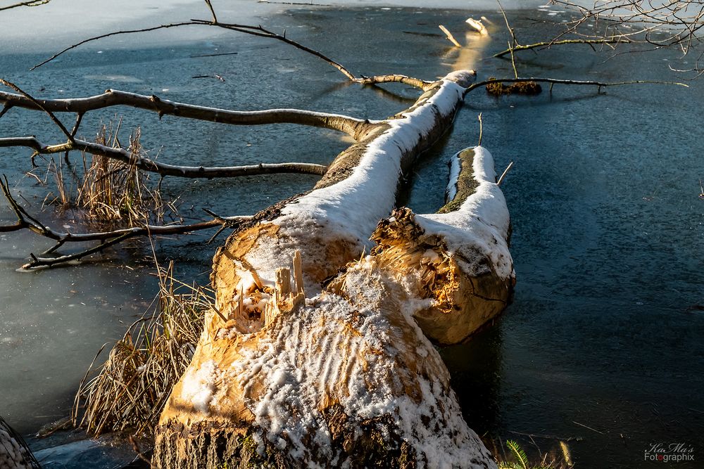 Der gefallene Baum