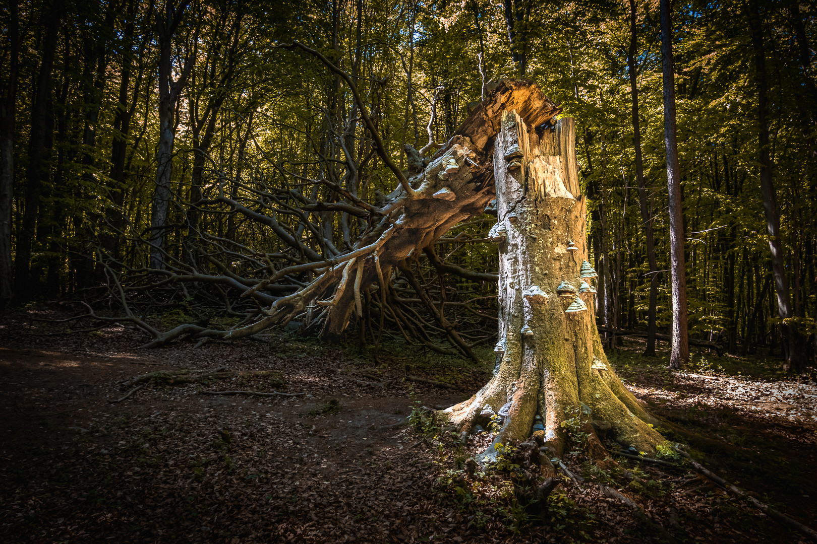 der gefallene Baum