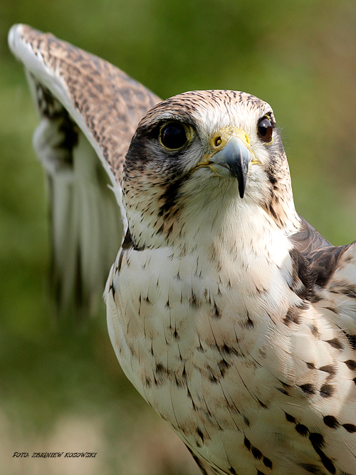 Der gefangene Flug