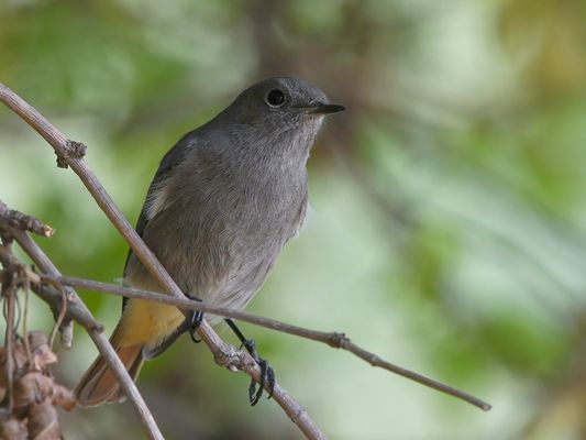 DER GEFIEDERTE BOTSCHAFTER DES JAHRES 2025