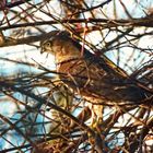 "der GEFIEDERTE Tod des Singvogels"