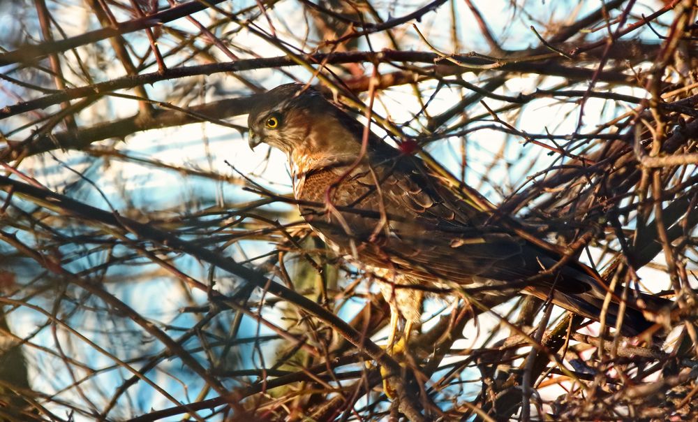 "der GEFIEDERTE Tod des Singvogels"