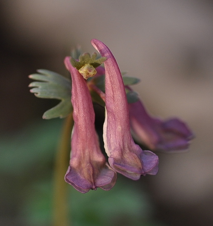 Der Gefingerte Lerchensporn (Corydalis solida)