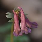 Der Gefingerte Lerchensporn (Corydalis solida)