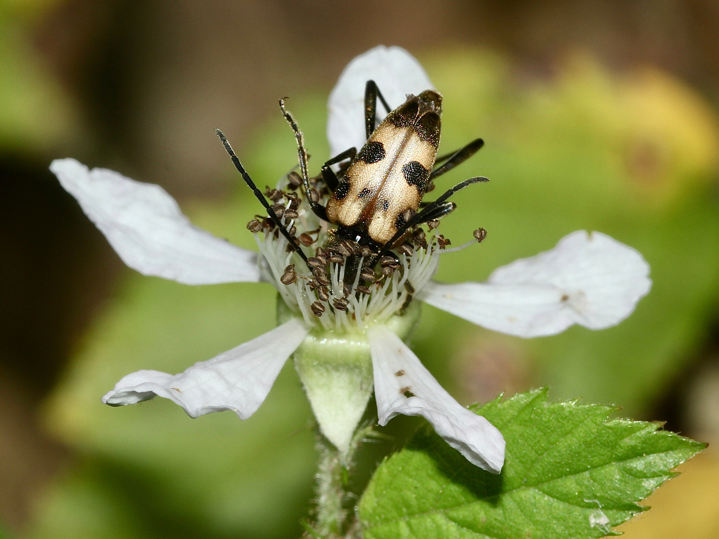 Der GEFLECKTE BLÜTENBOCK (PACHYTODES = JUDOLIA CERAMBYCIFORMIS) ...