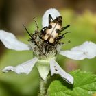 Der GEFLECKTE BLÜTENBOCK (PACHYTODES = JUDOLIA CERAMBYCIFORMIS) ...