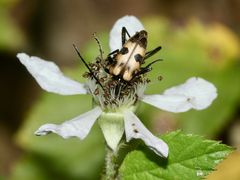 Der GEFLECKTE BLÜTENBOCK (PACHYTODES = JUDOLIA CERAMBYCIFORMIS) ...