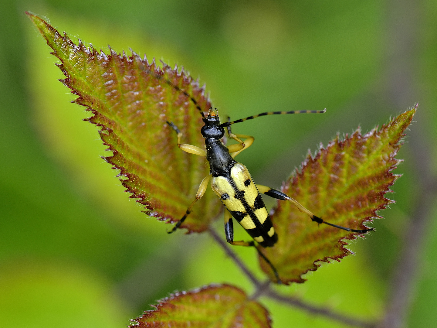 Der gefleckte Schmalbock