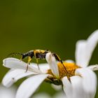 Der Gefleckte Schmalbock