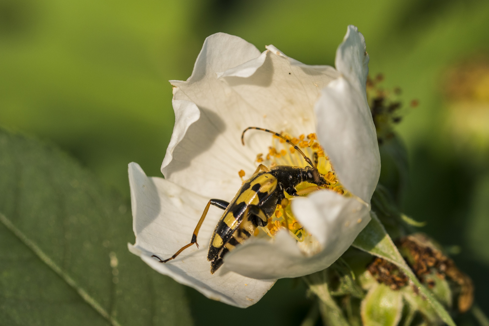 Der Gefleckte Schmalbock