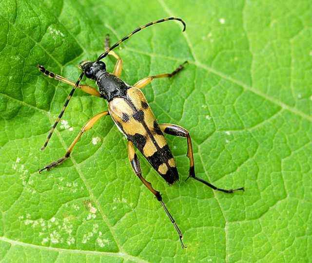 Der Gefleckte Schmalbock (Rutpela maculata, früher Strangalia maculata)