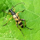 Der Gefleckte Schmalbock (Rutpela maculata, früher Strangalia maculata)