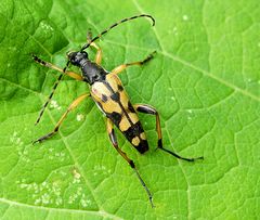 Der Gefleckte Schmalbock (Rutpela maculata, früher Strangalia maculata)