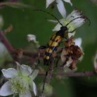 Der Gefleckte Schmalbock - Strangalia maculata