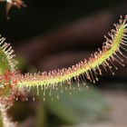 Der "gefräßige" Arm der Drosera