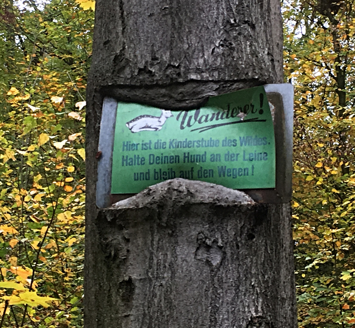 der gefräßige Baum