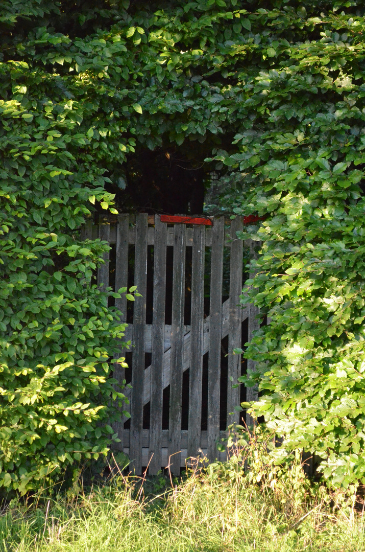 Der geheime Garten