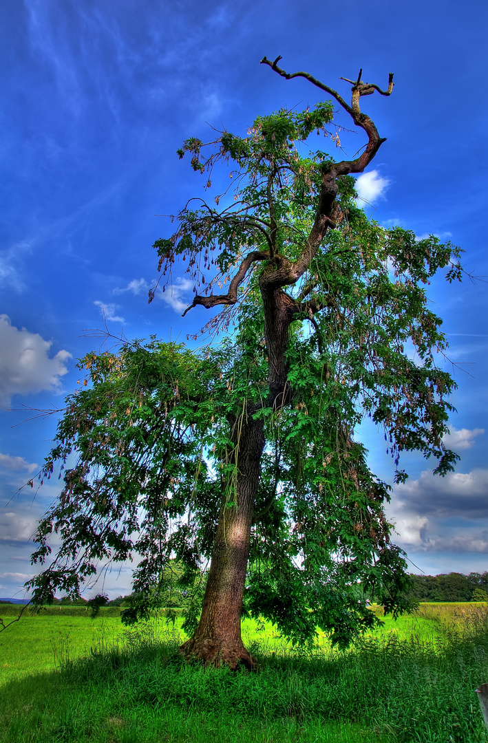 Der geheimnisvolle Baum