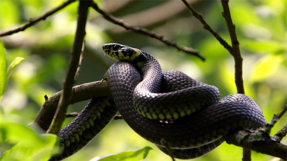 Der geheimnisvolle Schlangenbaum - Ringelnatter - Natrix natrix 