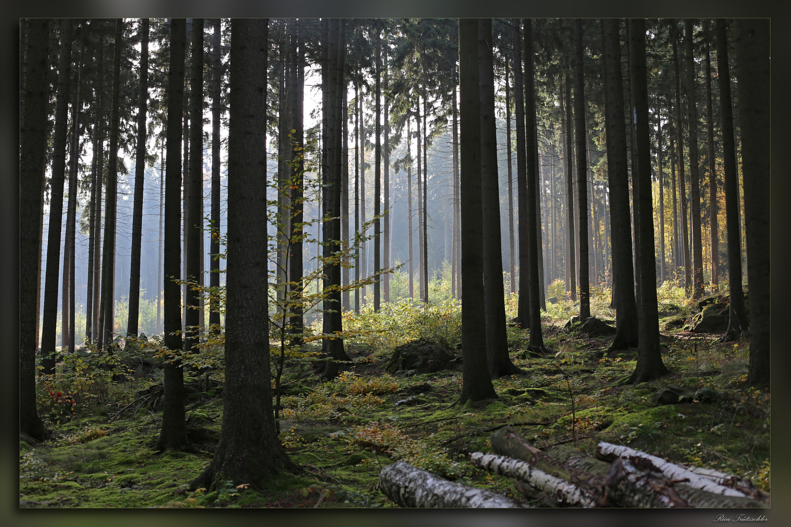 Der geheimnisvolle Wald