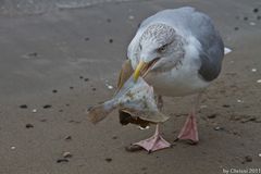 Der gehört mir!