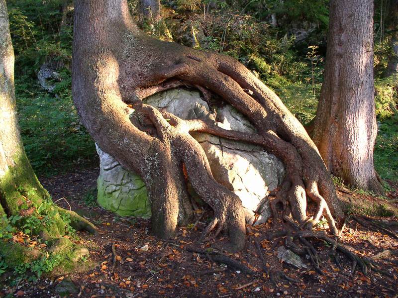 DER gehört mir! ...sprach der Baum