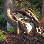 DER gehört mir! ...sprach der Baum