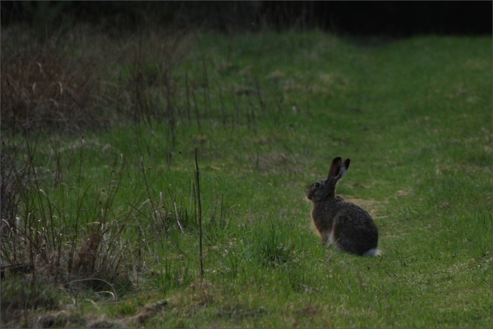 der gehört noch zur Osterzeit :-)