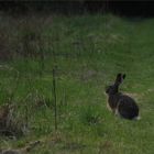 der gehört noch zur Osterzeit :-)