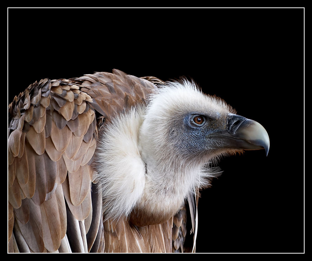 Der Geier Foto & Bild tiere, zoo, wildpark & falknerei, vögel Bilder