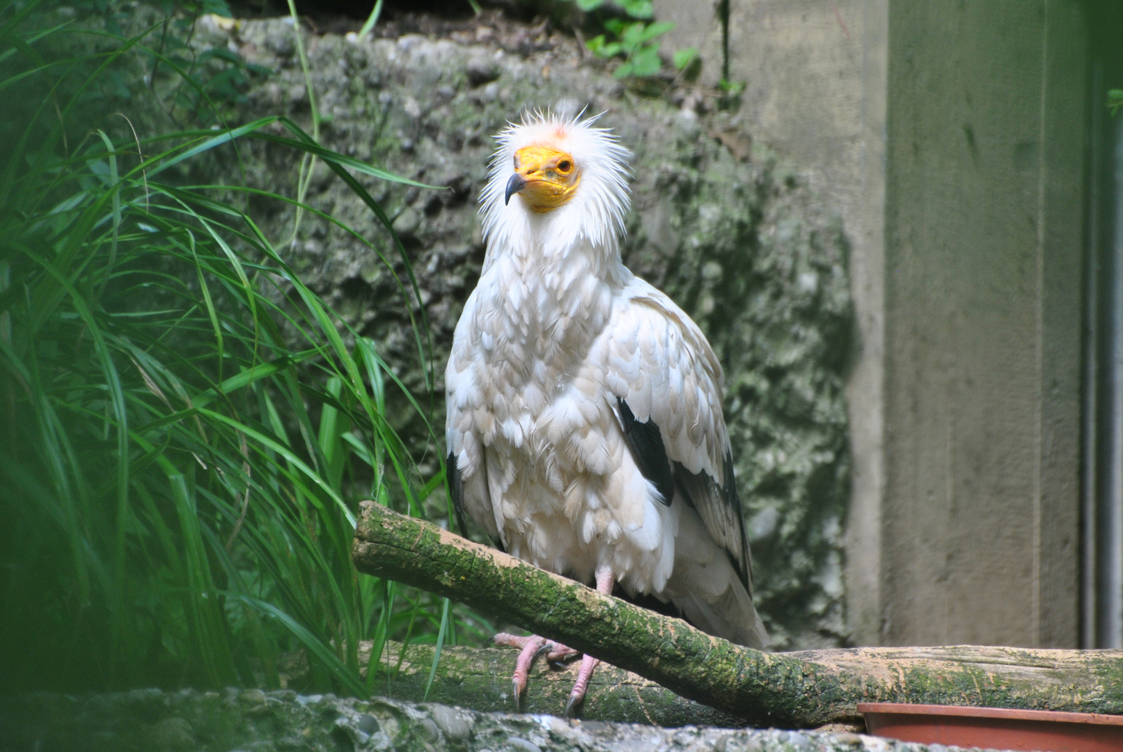 Der Geier. Foto & Bild tiere, zoo, wildpark & falknerei, park Bilder