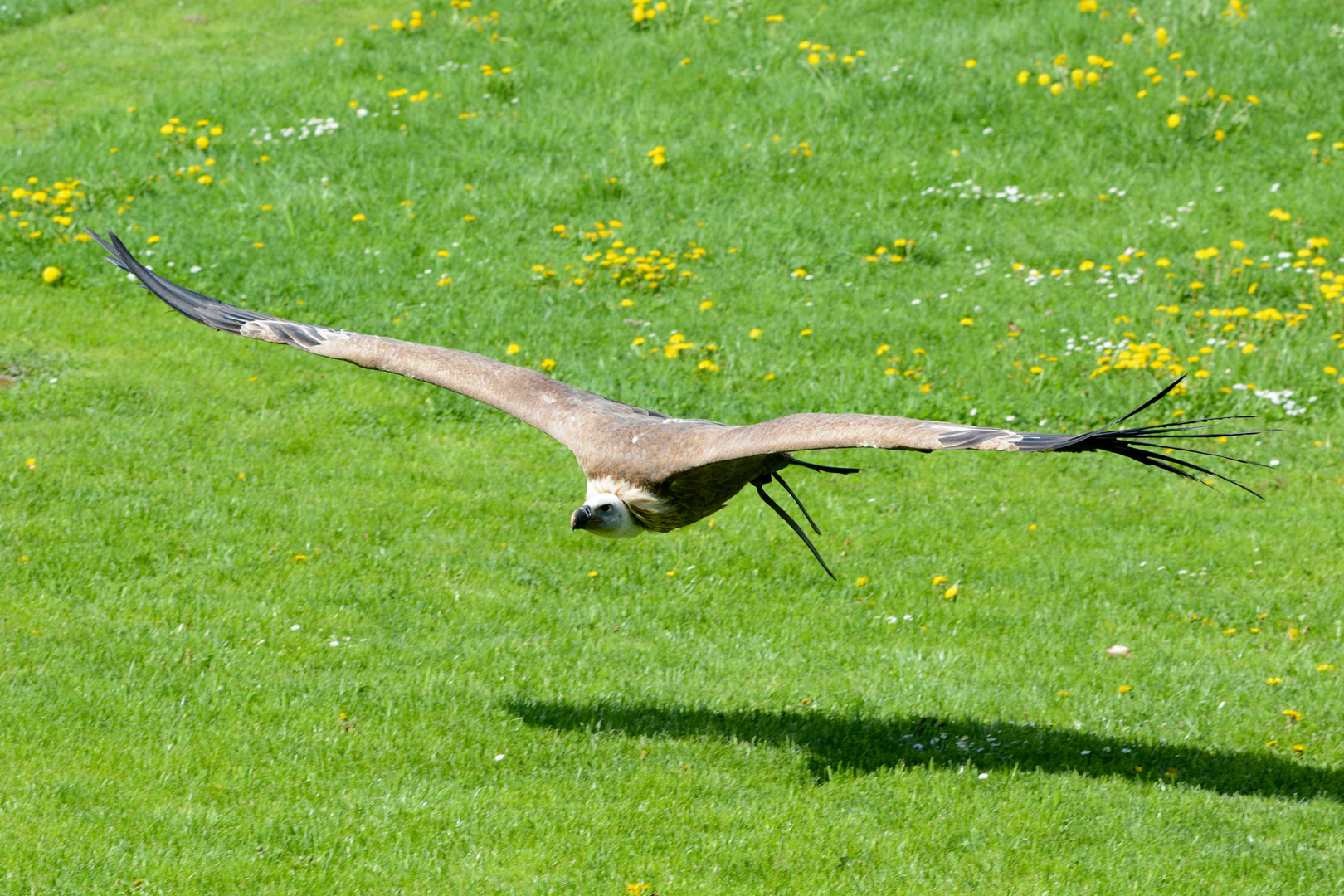 Der Geier fliegt wieder