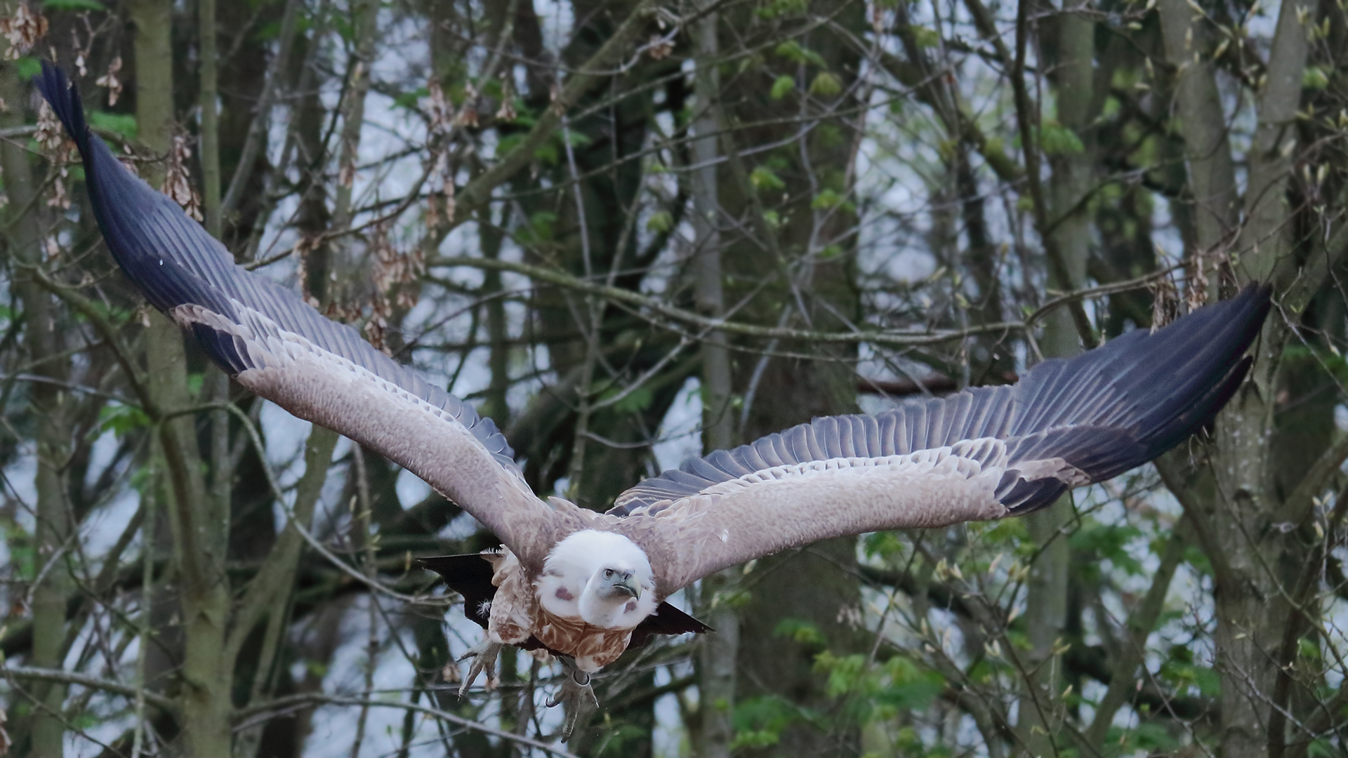 Der Geier im Flug