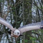 Der Geier im Flug