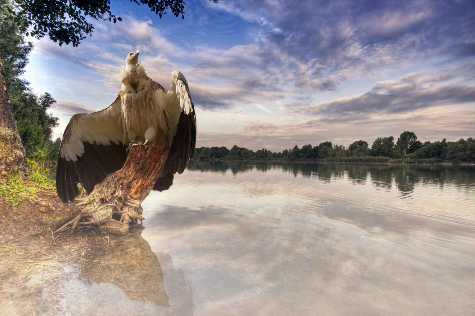 Der Geier vom Baggersee