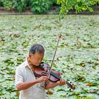 Der Geiger im Green Lake Park in Kunming