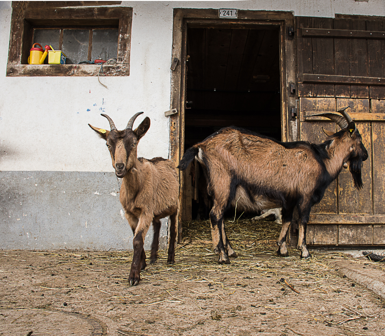  Der Geisbock ,,,