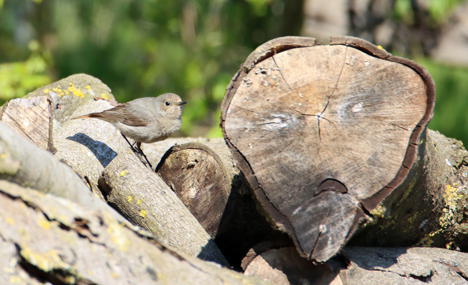 Der Geist Foto & Bild tiere, wildlife, wild lebende vögel Bilder
