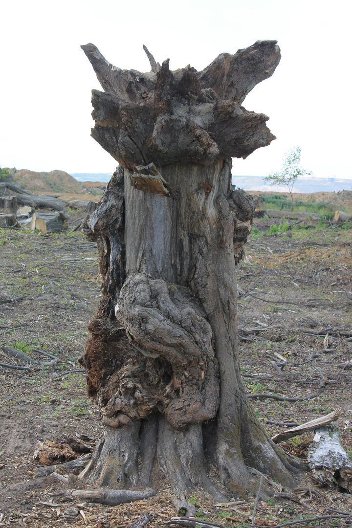 Der Geist den ich im Walde rief