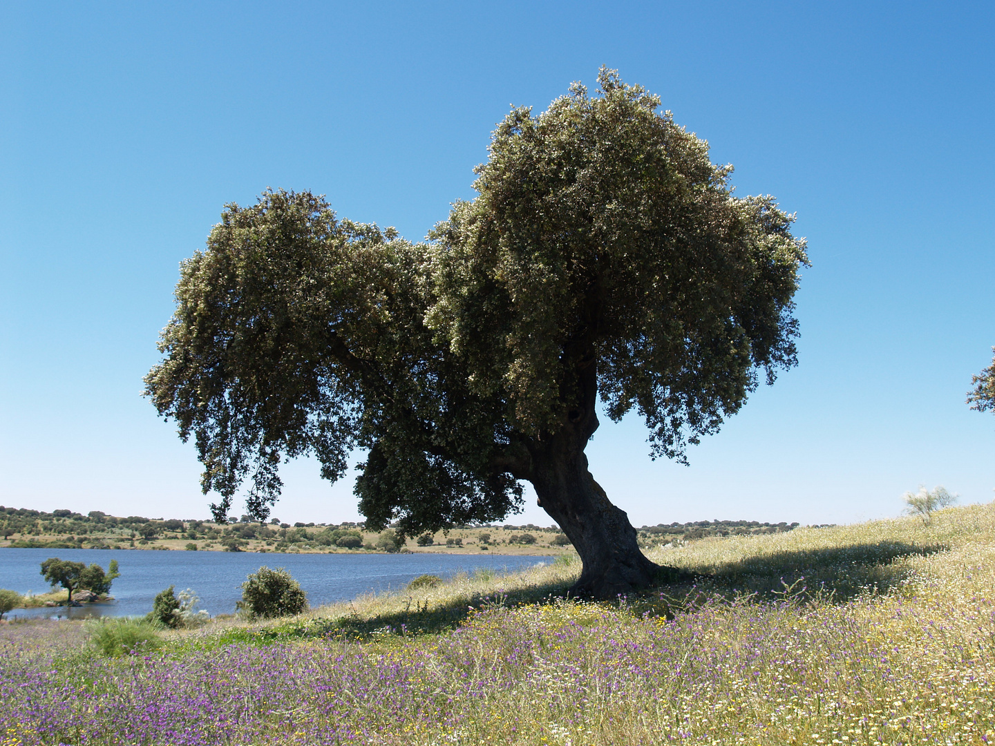 Der Geist der Natur - ein Baum -