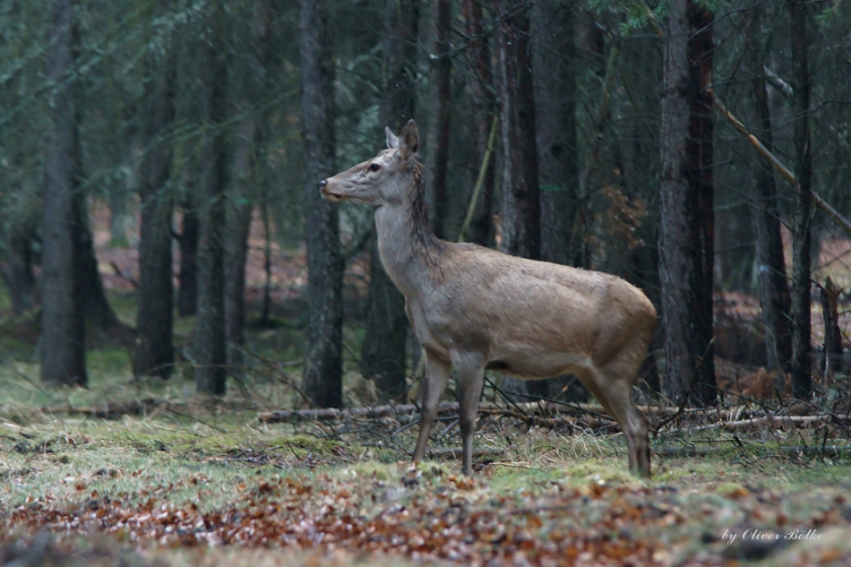 der Geist des Waldes 2