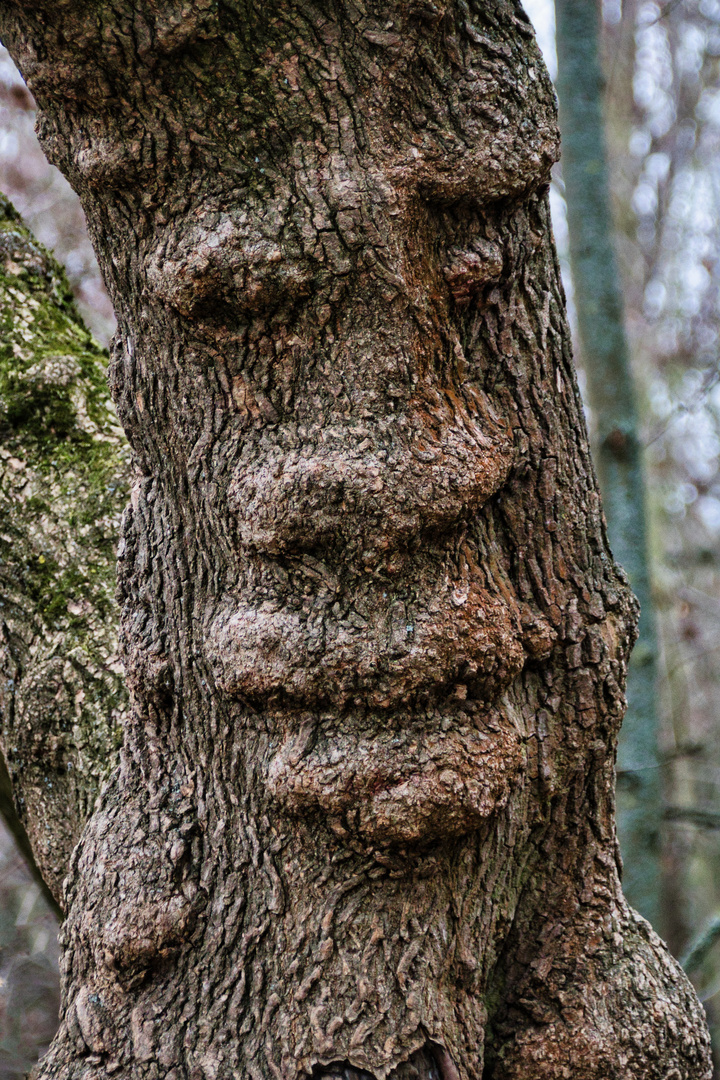 der Geist im Baum