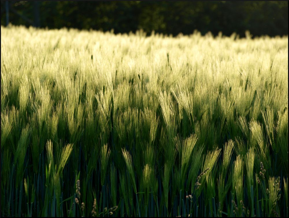 >>der geist umfasst die natur, wie der liebende seine geliebte...