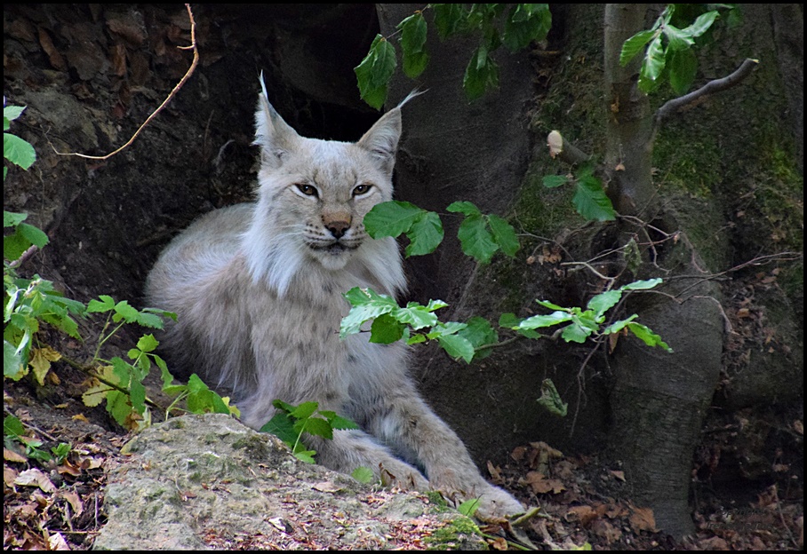 Der Geisterluchs !!!