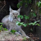 Der Geisterluchs !!!