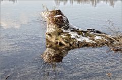 DER GEKAPPTER BAUM TREIBT SCHON WIEDER!