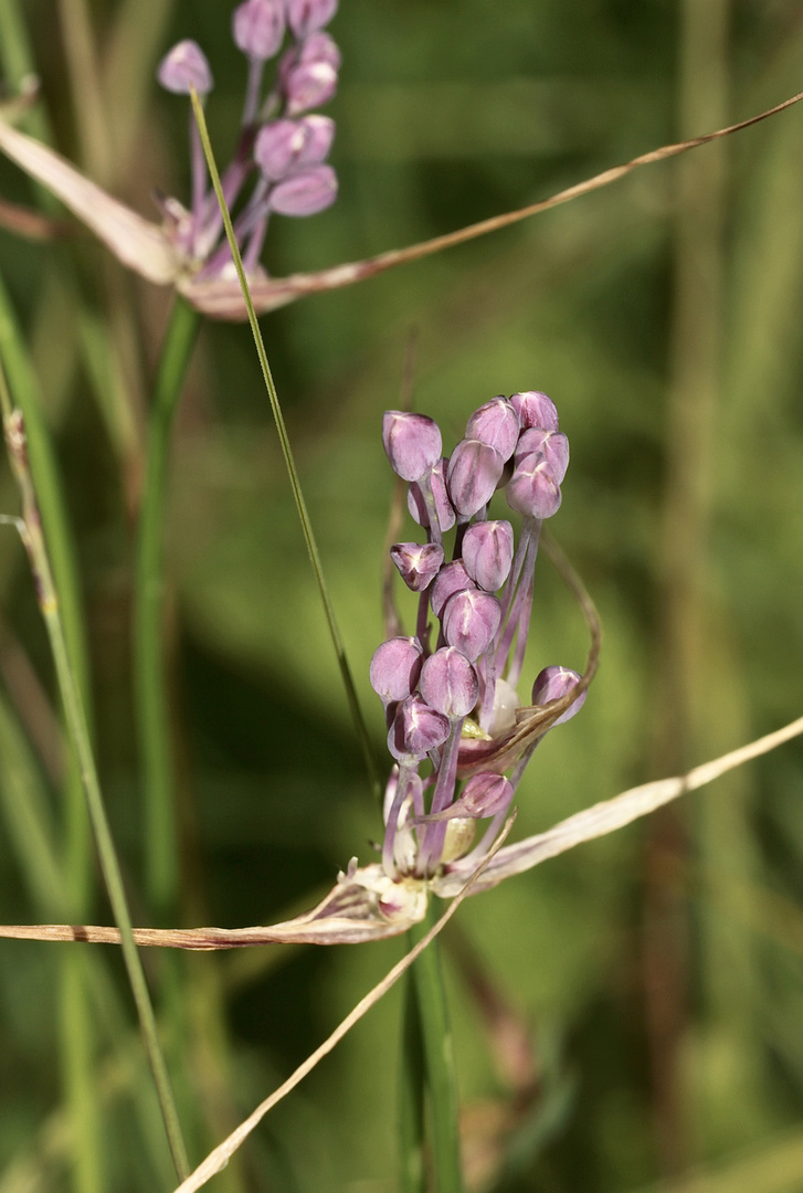 Der Gekielte Lauch (Allium carinatum) ...