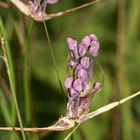 Der Gekielte Lauch (Allium carinatum) ...